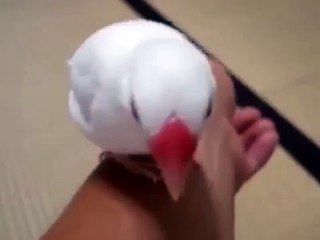 Tentilhões pássaro branco engraçados. pássaro engraçado