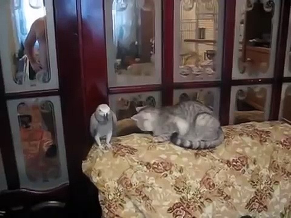 Papagaio engraçado e um gato. Pássaro engraçado e um gato