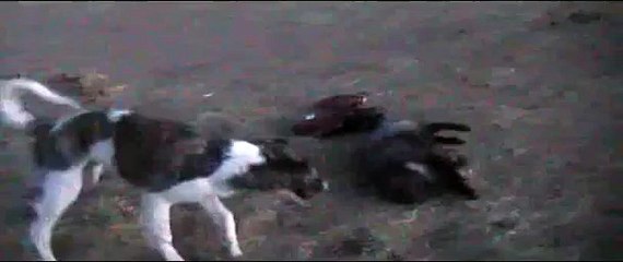 Perro que juega con un zorro. Perro divertido y el zorro