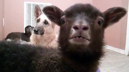 El perro es muy sorprendido. Reacción a los balidos de un gatito divertido perro divertido