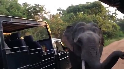Costumbres elefante. Elefante divertido inspecciona vehículos