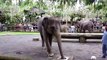 Los elefantes se divierten. Elefantes y elefantes divertidos