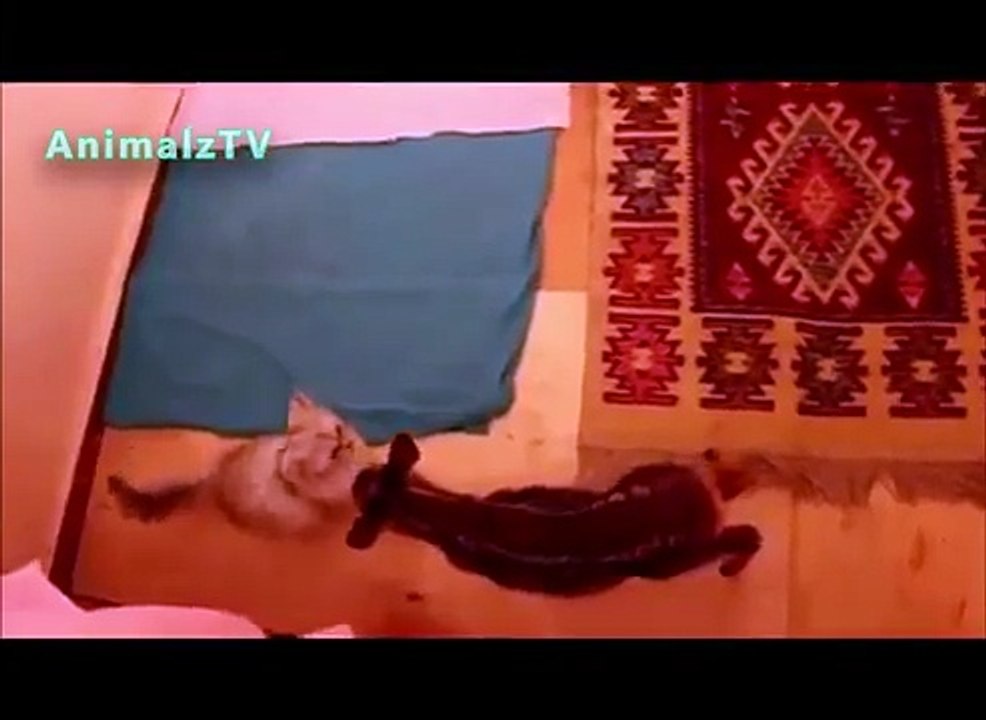 Ciervos divertido que juega con el gato en el zoo de Tbilisi. Ciervos divertidos con un gato