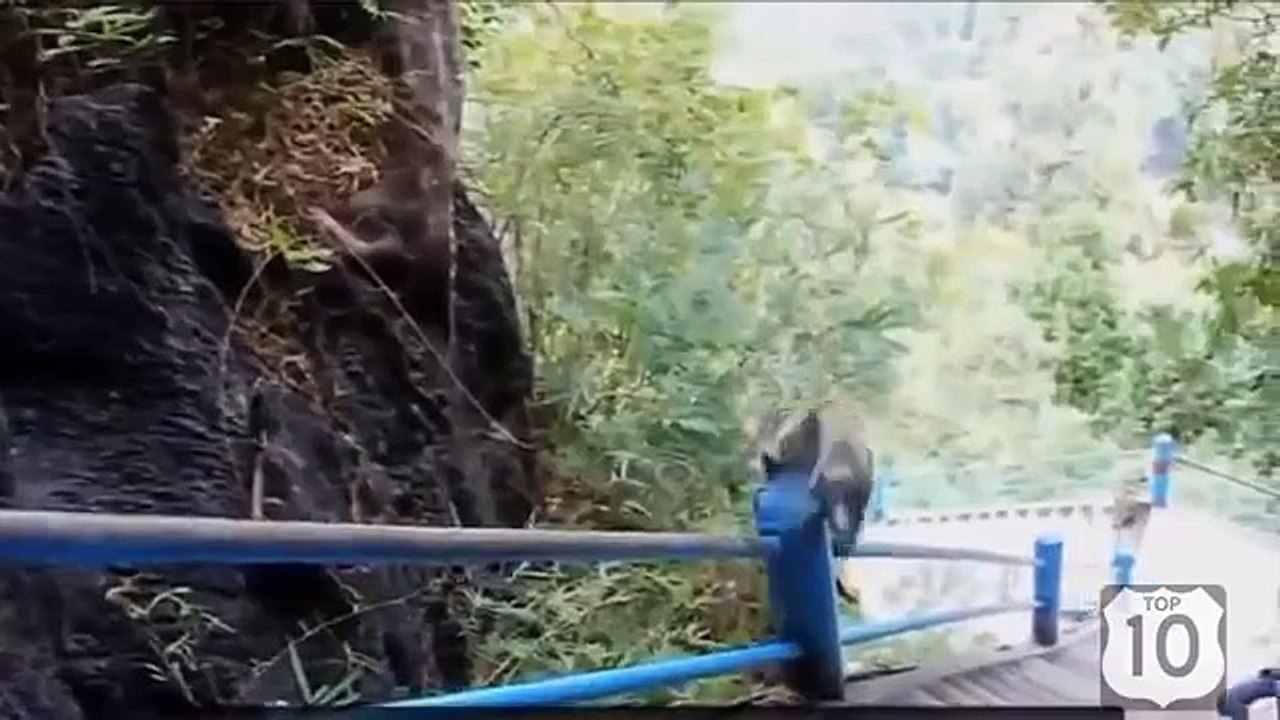 Animales divertidos. Animales divertidos que se divierte