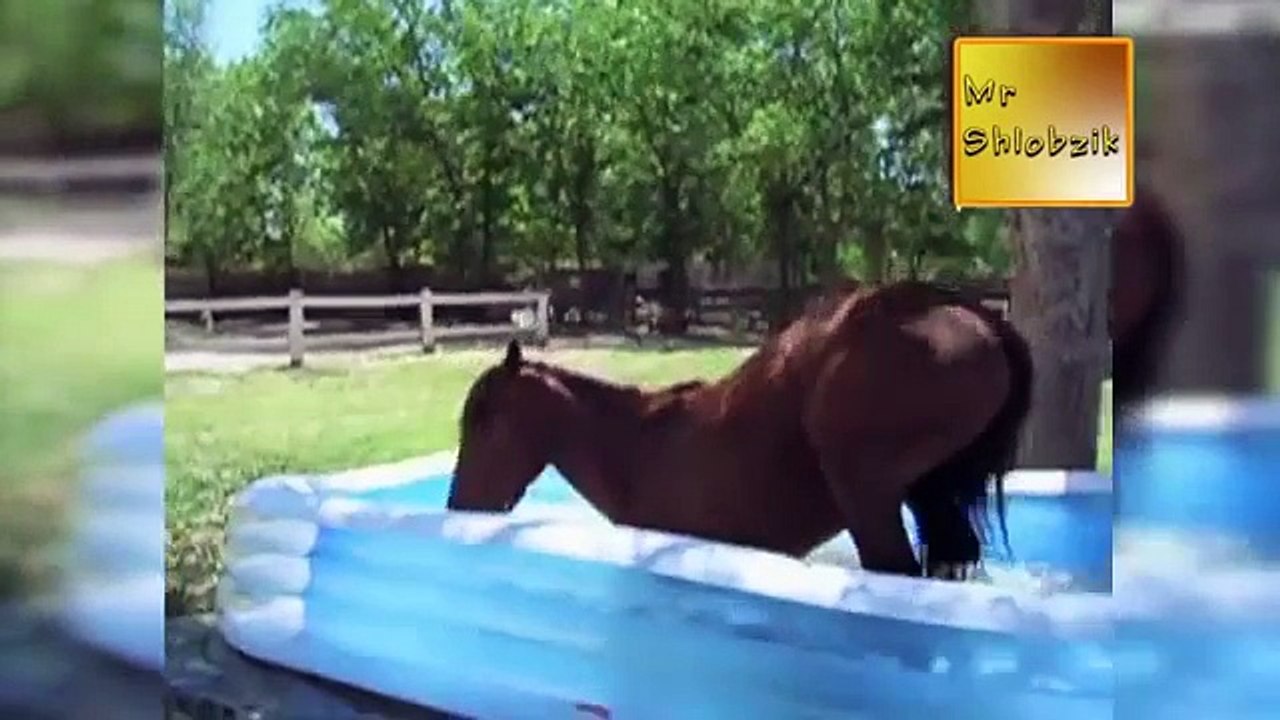 Animales divertidos. Selección de videos divertidos