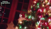 Árboles divertido gatos de la Navidad. gatos divertidos