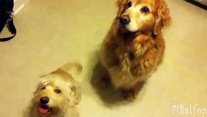 Perro divertido disfrutó de un paseo. Los perros son felices