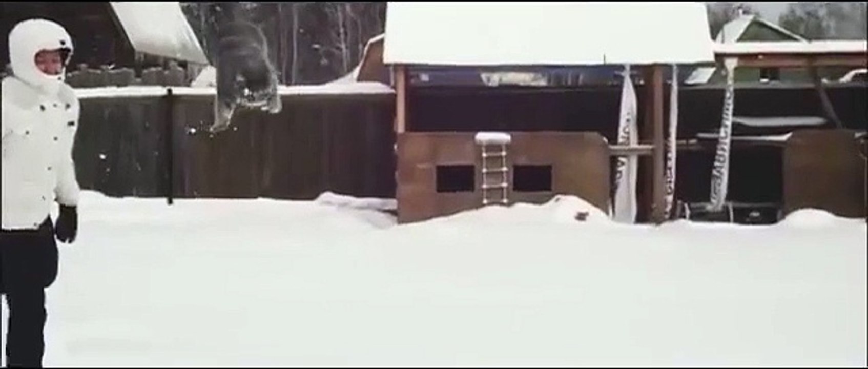 Le chat de neige. Tests d'hiver drôle de chat