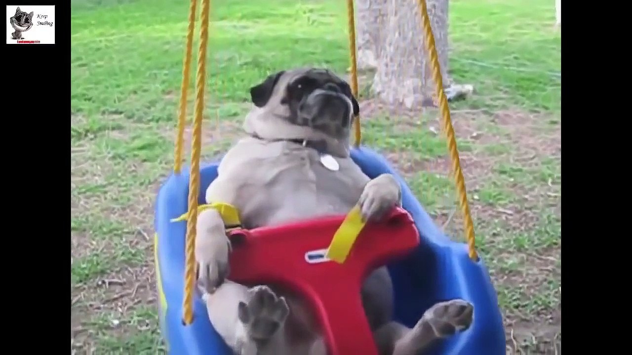 Funny dogs compilation