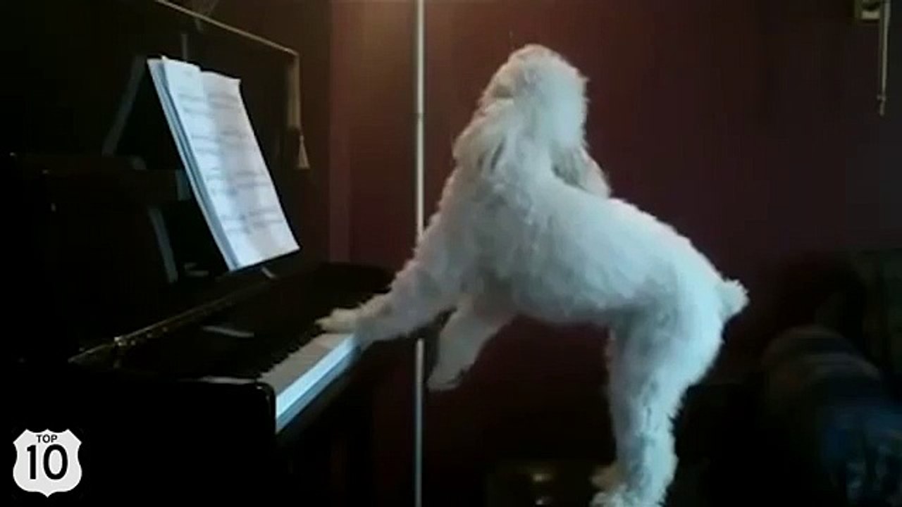 Le chien joue du piano et chante. Musique Cool dog