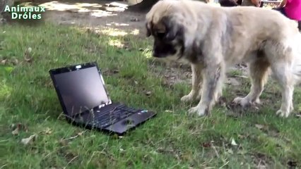 Le chien répond à miaulement du chat. Funny dog et un ordinateur portable