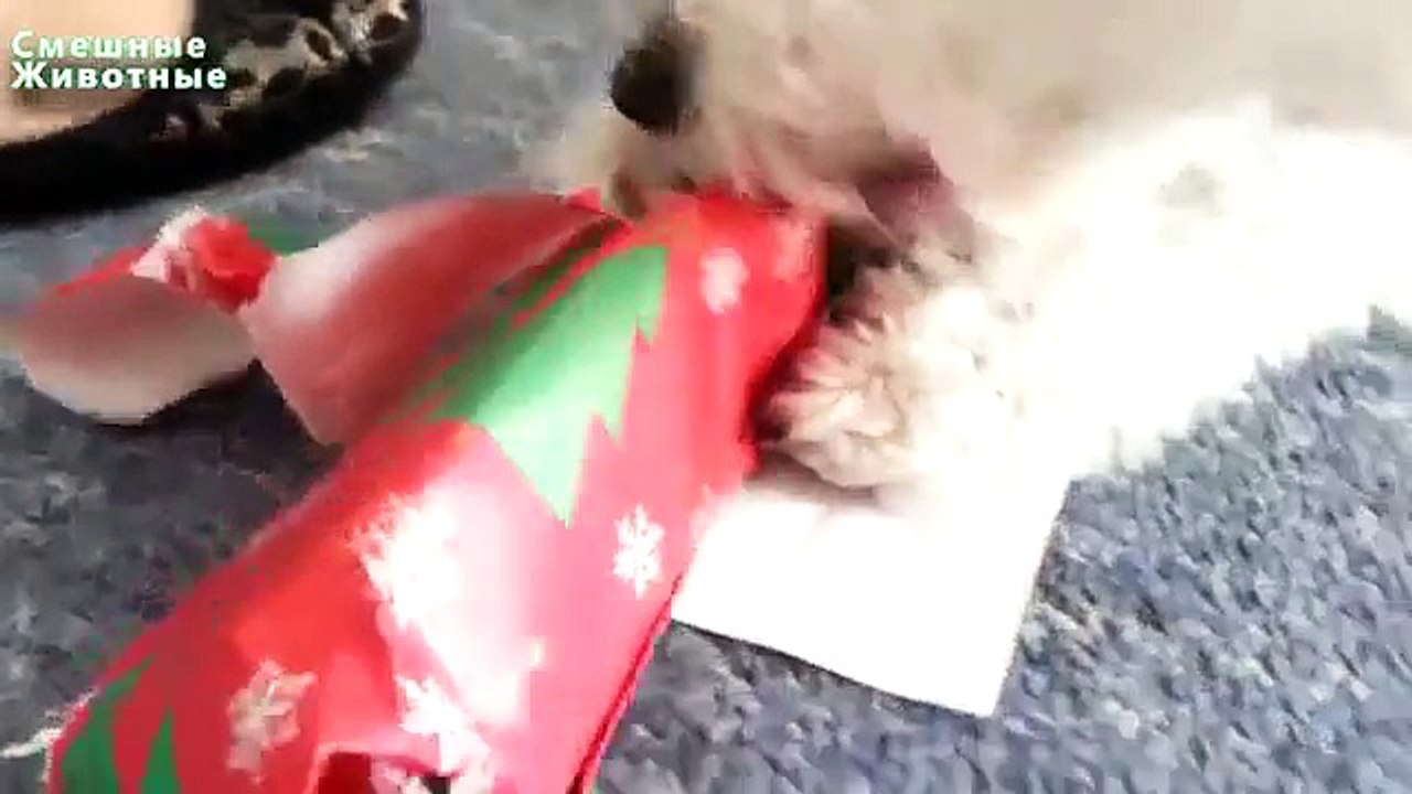 Chiens donnent aussi des cadeaux. Chiens ouvrent leurs cadeaux