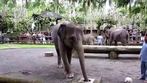 Les éléphants ont du plaisir. Les éléphants et les éléphants drôles