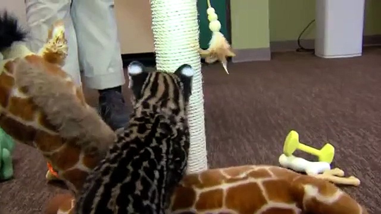Ocelot chaton drôle. funny cat
