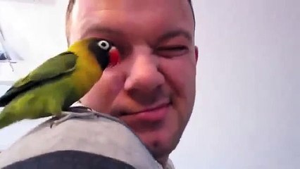 Miracle perroquet drôle. Parrot Inséparable