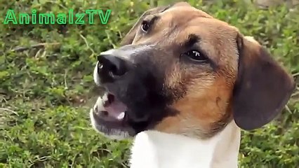 Télécharger la video: Les chiens et les chats drôles. Les chats et les chiens drôles (sélection)