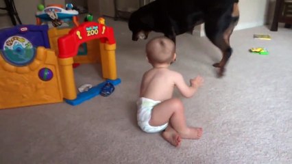 Rottweiler and Baby Playing