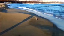 Drôle mouette fuir les vagues. Drôle goéland qui longe la plage