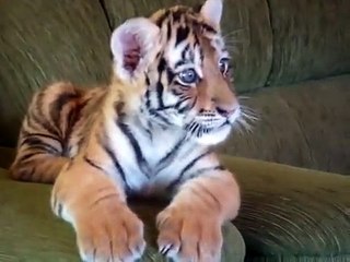 Tiger and dog playing