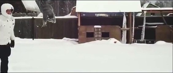 СнегоКот. Зимние испытания смешного кота