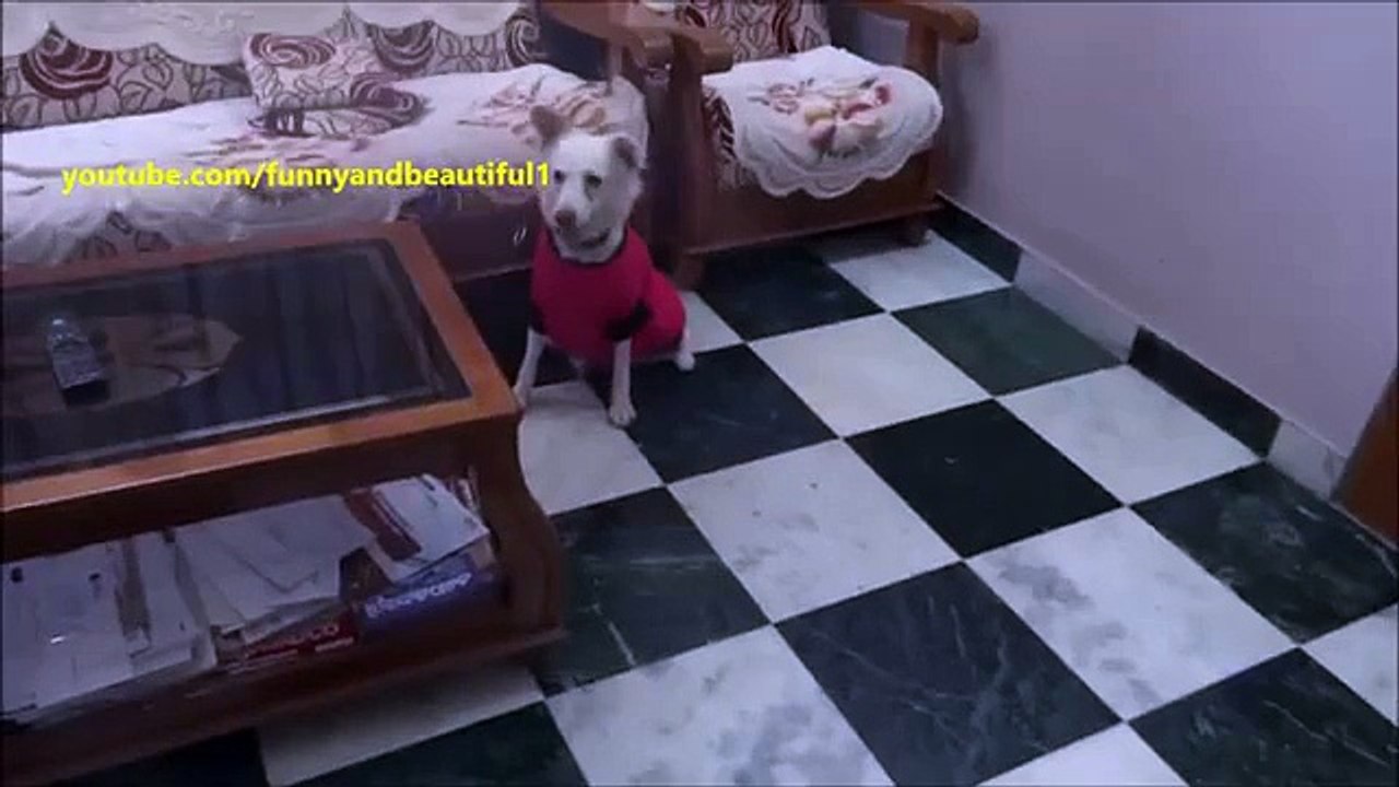 Собака в обновке. Смешная собака в одежде