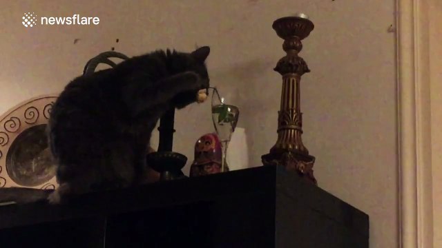 Cat uses paw to scoop drinking water out of wine glass