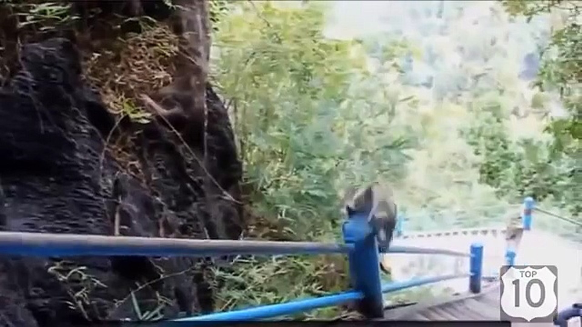 Смешной животный мир. Смешные животные развлекаются