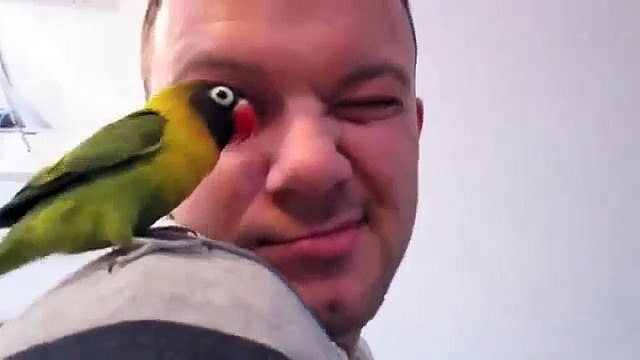 Смешной чудо попугай. Попугай неразлучник