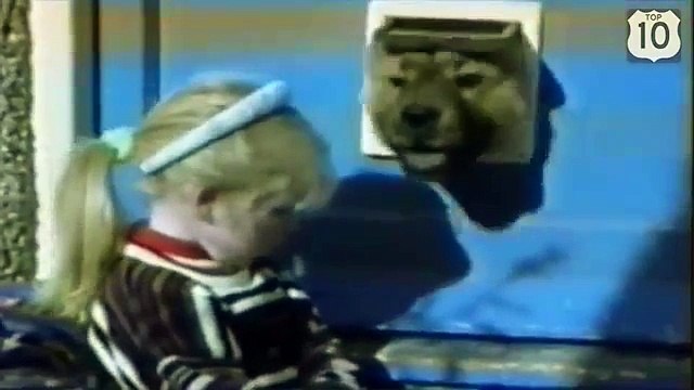 Смешные собаки пролезают в дверь. Собаки и двери