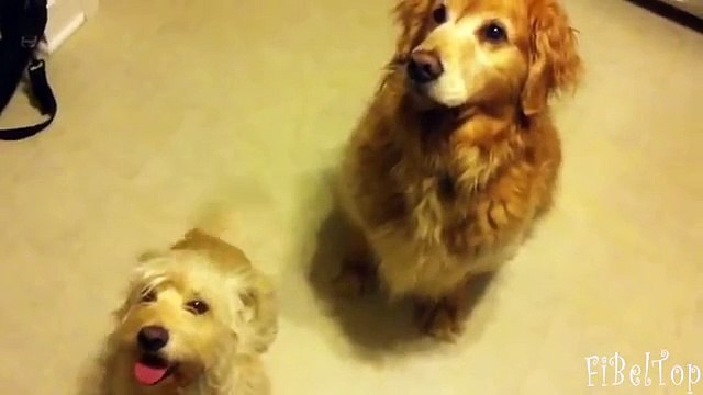 Смешные собаки радуются прогулке. Псы счастливы