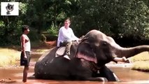코끼리, 인간과 코끼리. 재미 코끼리와 코끼리