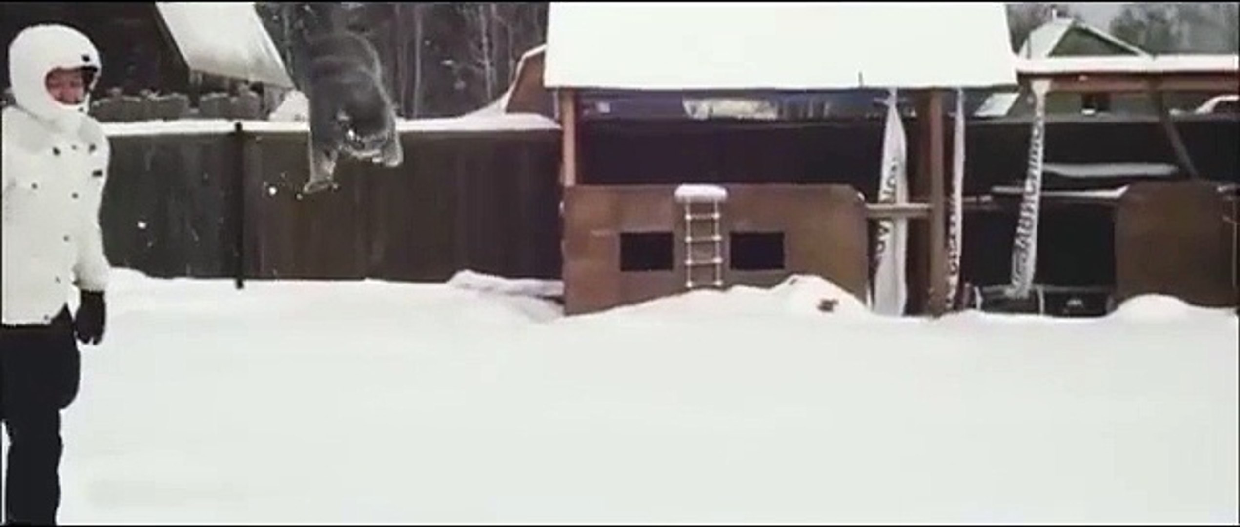 雪猫。冬のテスト面白い猫