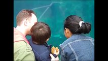 水族館でケース。おかしいクジラと赤ちゃん