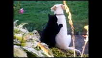 Funny Cats Compilation [Most See] Funny Cat Videos Ever Part 1