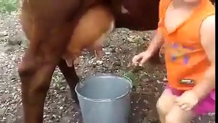 amazing little cute girl get milk from cow by her own hand cool.