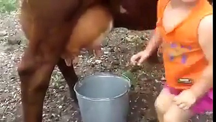 amazing little cute girl get milk from cow by her own hand cool.