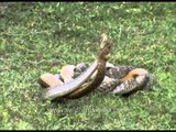 Rare footage of snakes mating in Asansol, India