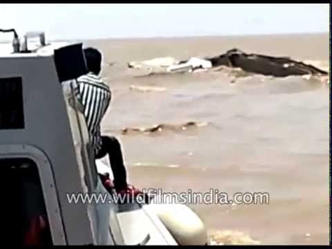 Sailors rescued from capsized vessel off Gujarat coast