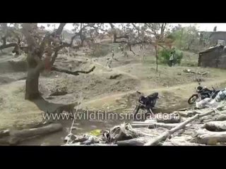 Leopard attacks man on his legs and drops him