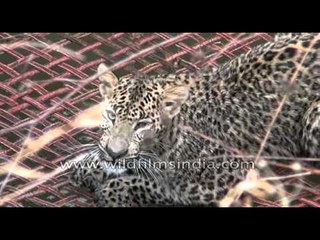 Epic rescue of a Leopard on a charpoy cot, from a well in Chattisgarh