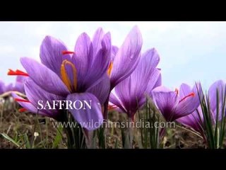 Saffron - the world's most expensive spice!