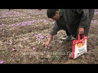 Picking the most high value spice in the world - Saffron in Srinagar!