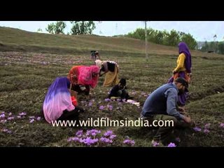 Saffron Harvest in Kashmir- truly a family affair!