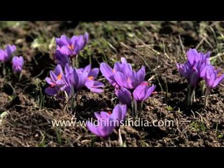 Splash of purple on brown autumn landscape near Srinagar: it's Saffron flowering time!