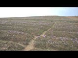 Saffron flowers ready for harvest in Kashmir