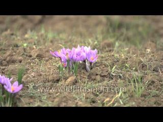 Saffron flowers bloom in the fields of Pampore