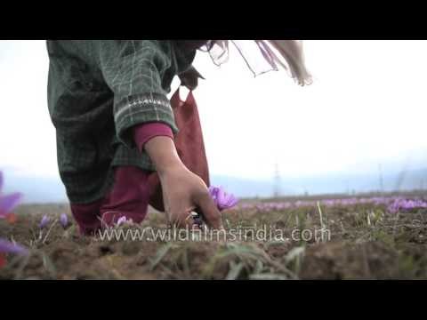 Kashmiri hands pick Saffron crocus blooms, in October harvest