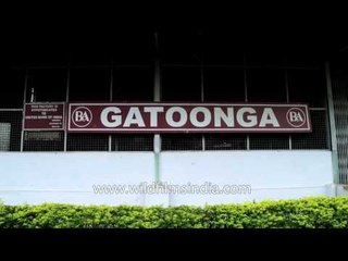 Gatoonga tea factory in Assam