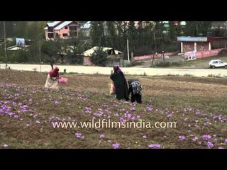 Kashmiri family picks saffron flowers from the fields of Pampore