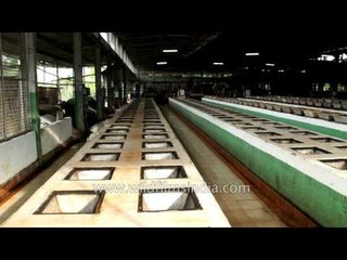 Tea producing factory in Assam